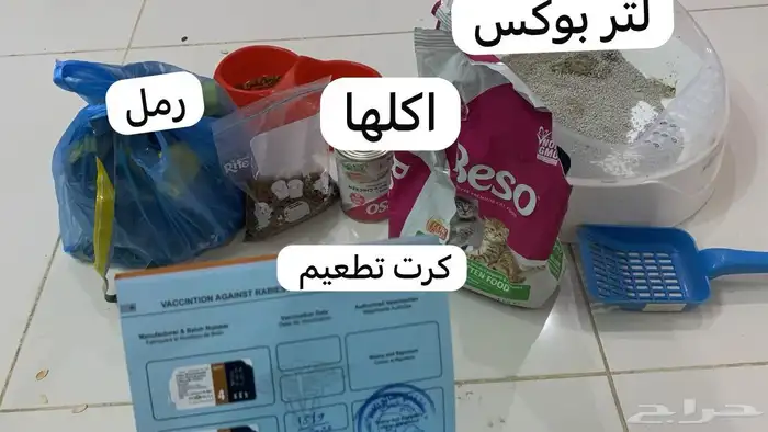 قط ذكر للبيع 2