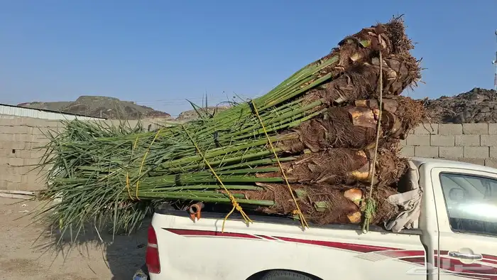 يوجد لدينا نخيل للبيع 0
