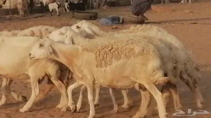 غنم حريات حرش مقنوي جنب دفيع 6 رأس 26