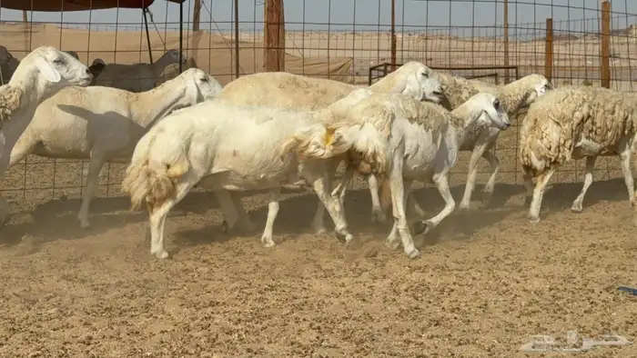غنم حريات حرش رخال 4