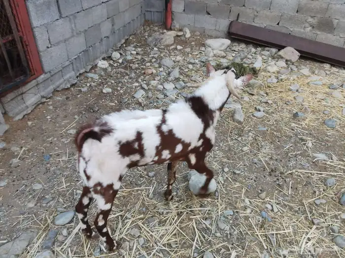 تيس اربد للبيع 1