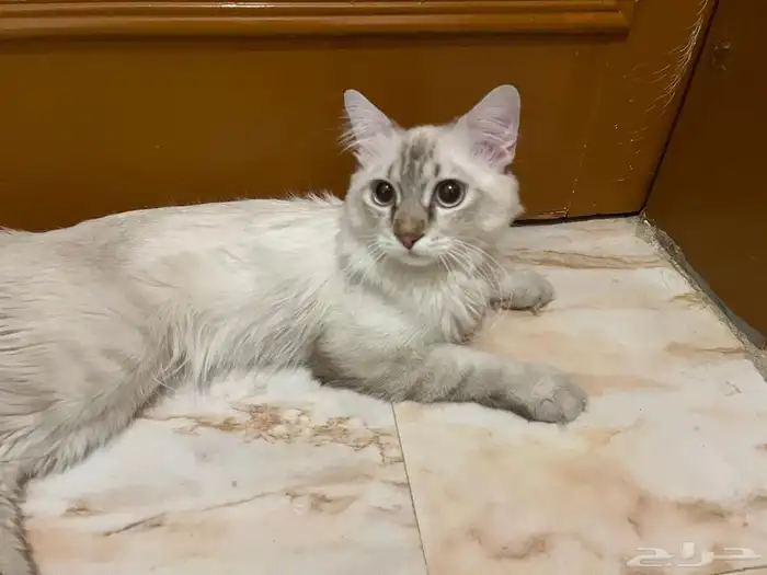 قط للتبني مجانا 0