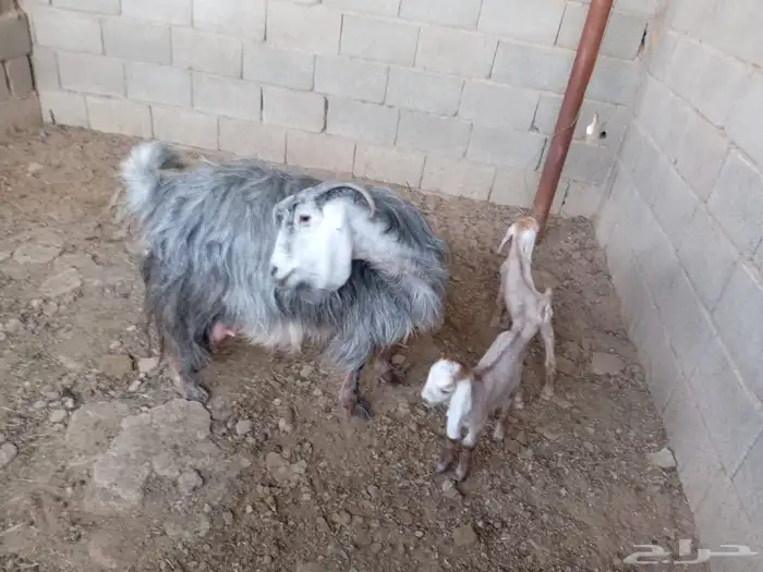 عنز متوم 3