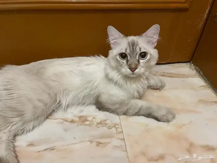 قط للتبني مجانا 1