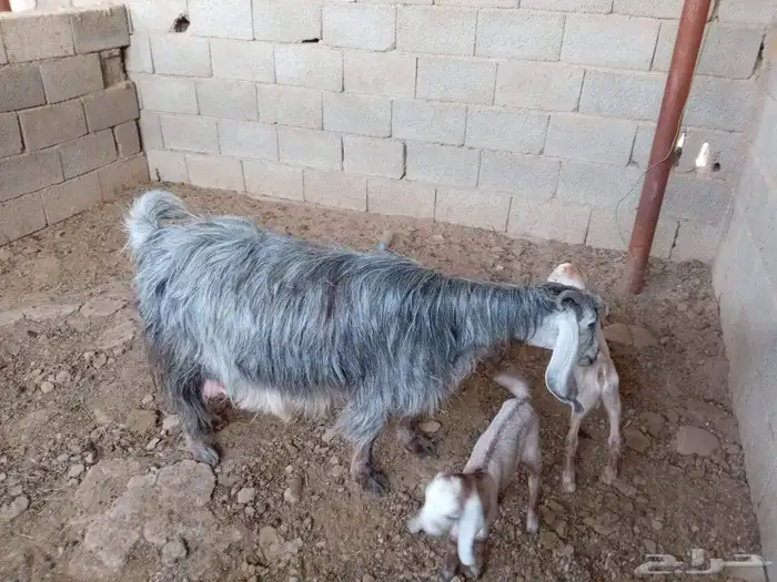 عنز متوم 0