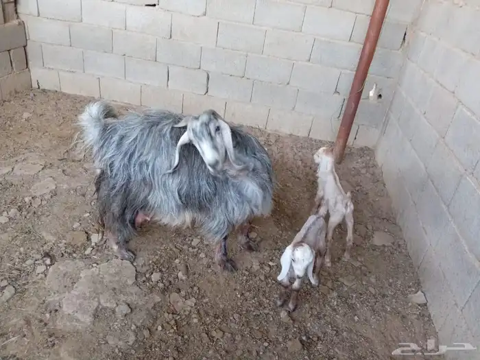 عنز متوم 2