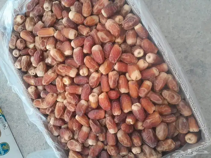 تمر خضري وصقعي للبيع 2