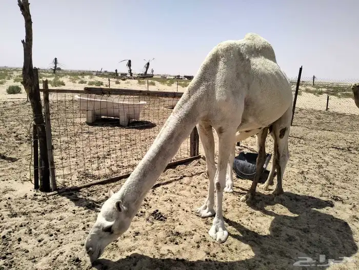 حلال للبيع 4