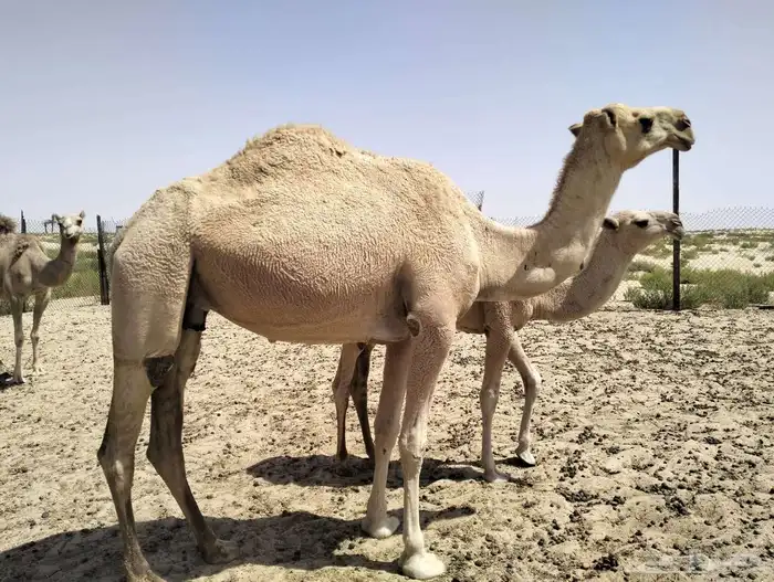 حلال للبيع 3