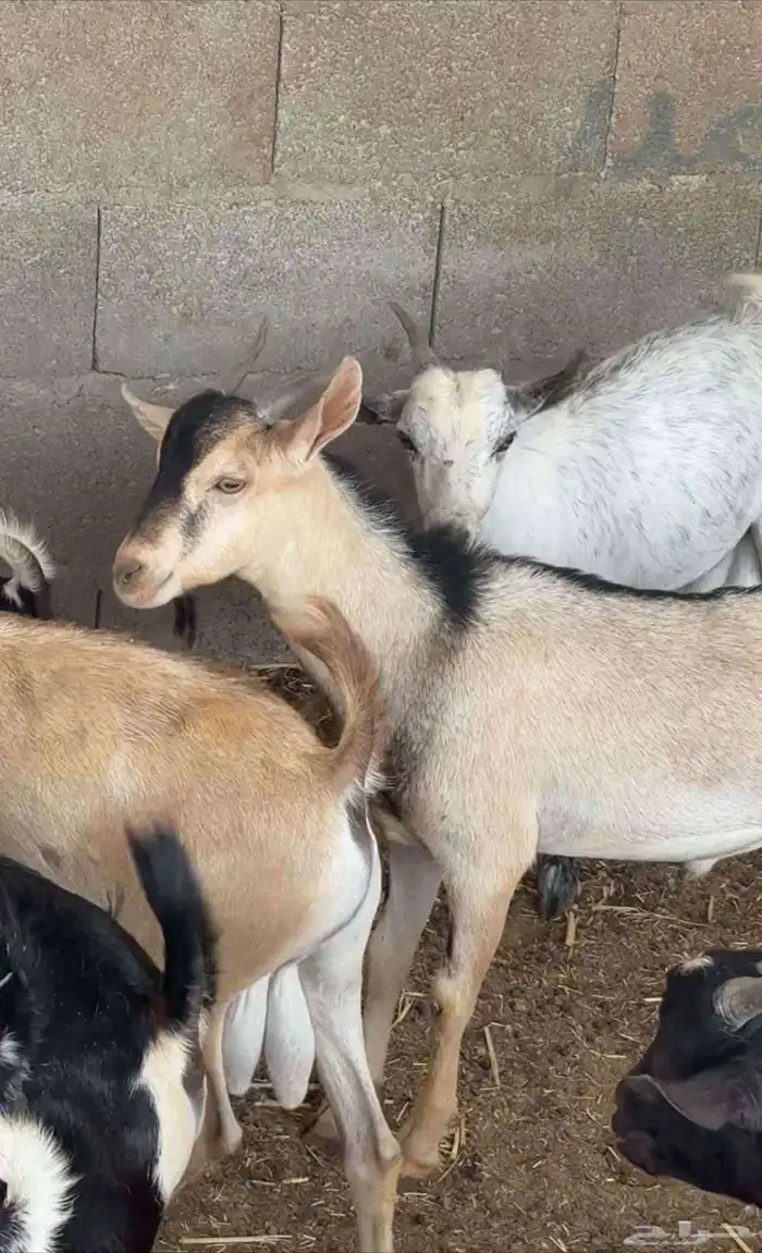 تيوس يمانيه 0