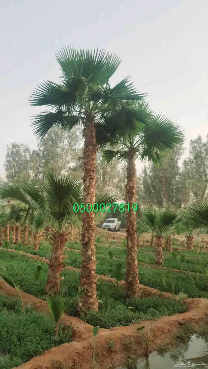 نخل واشنطني ثيل طبيعي للبيع 1