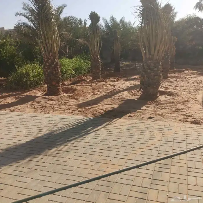 يوجد لادينا نخل عربي جميع لامقاسات ونخل وشنطن زينه امريكي 2
