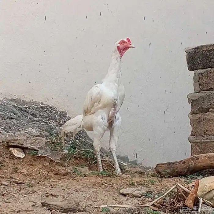 ديك باكستاني من امفن 2