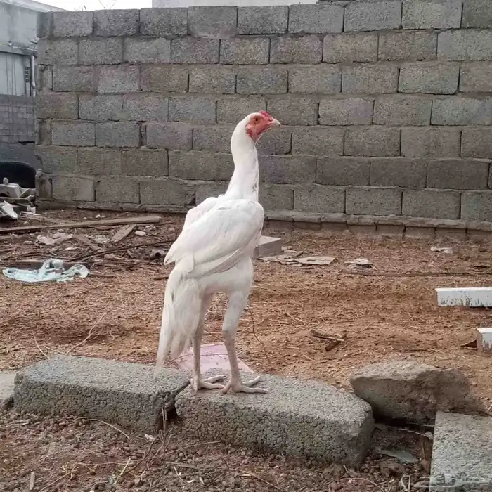 ديك باكستاني من امفن 3