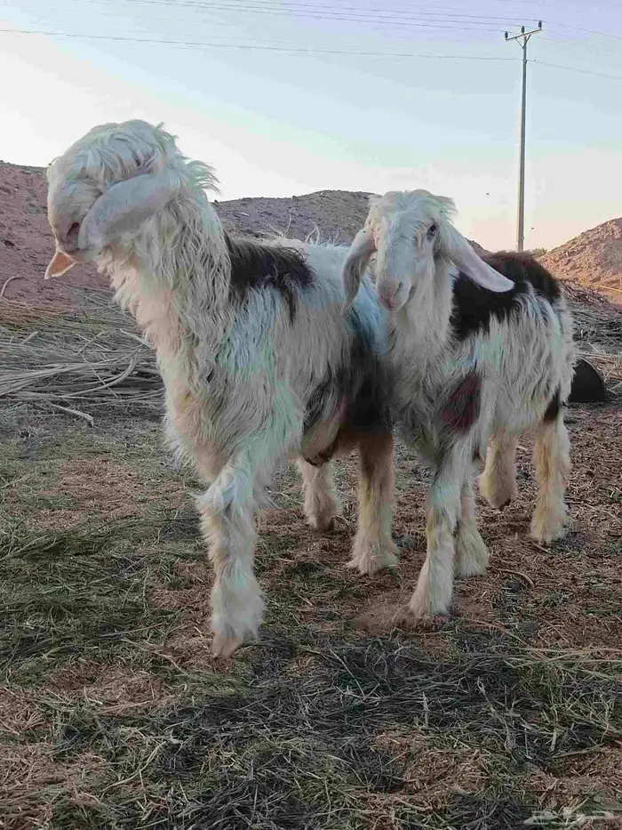 مشاريع افحول عيسيه صنف 1