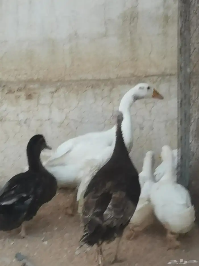ذكر وز بلدي 3