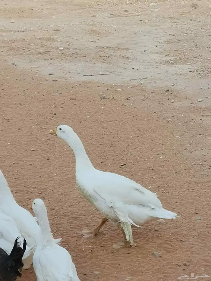 ذكر وز بلدي 1