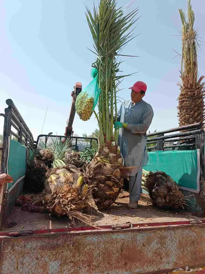للبيع نخيل عربي مثمر ونخل واشنطني زينه 4