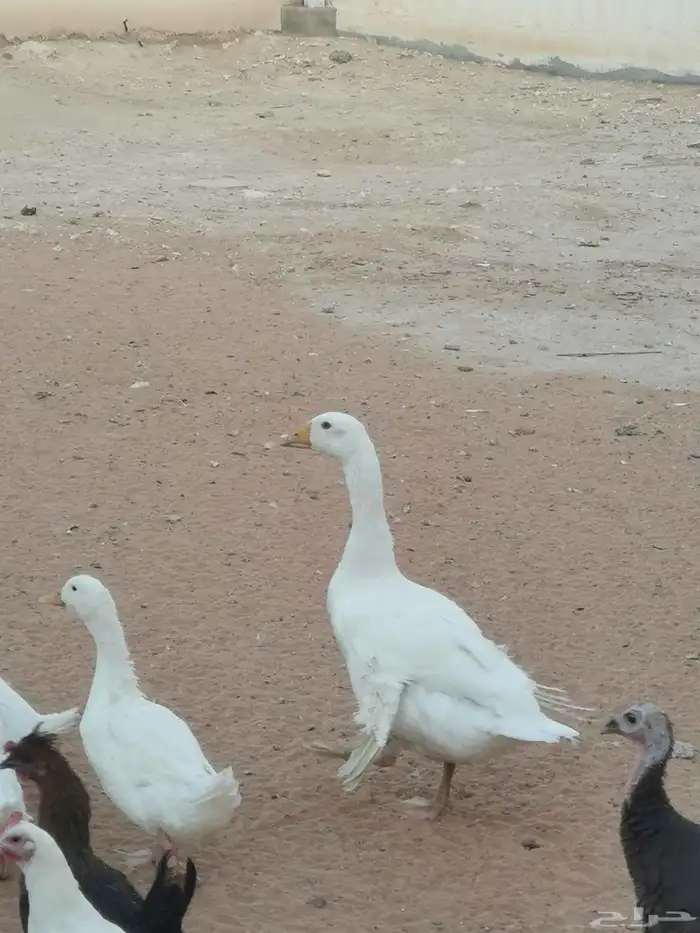 ذكر وز بلدي 0