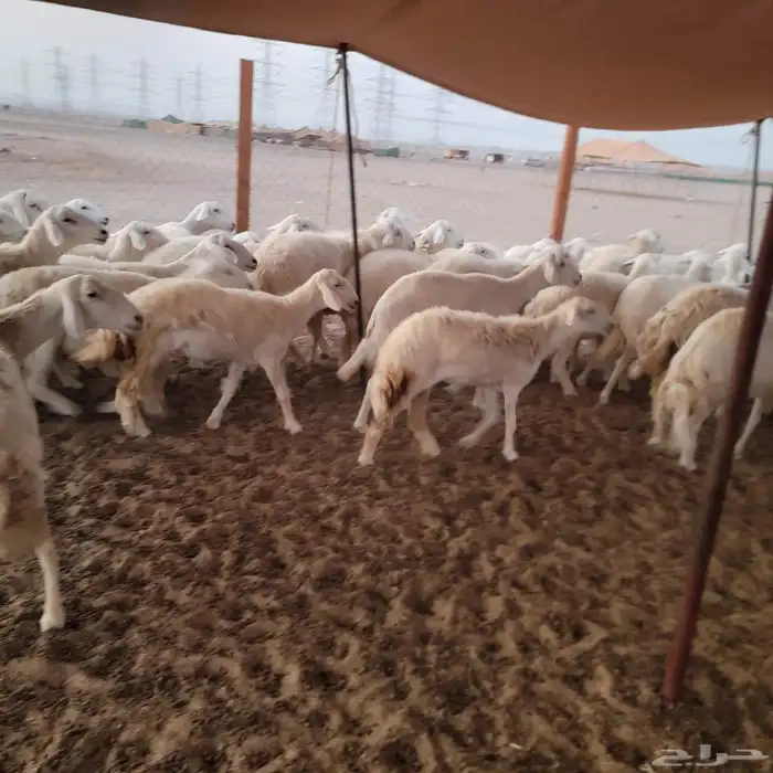 أعرض لكم غنم حريات خلفات وجنب صقر سين الغنم طيبه بالحيل منين 7