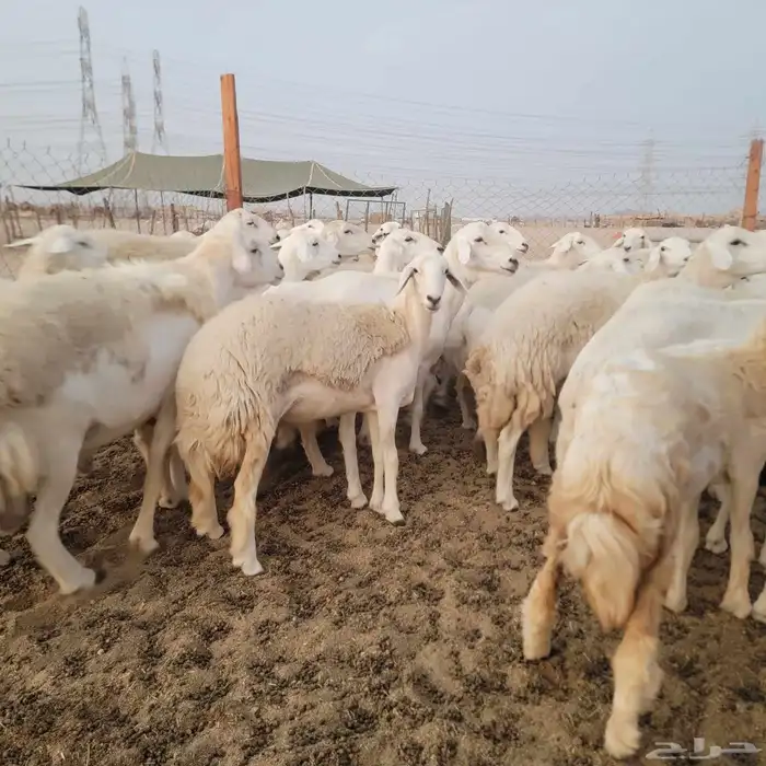أعرض لكم غنم حريات خلفات وجنب صقر سين الغنم طيبه بالحيل منين 4