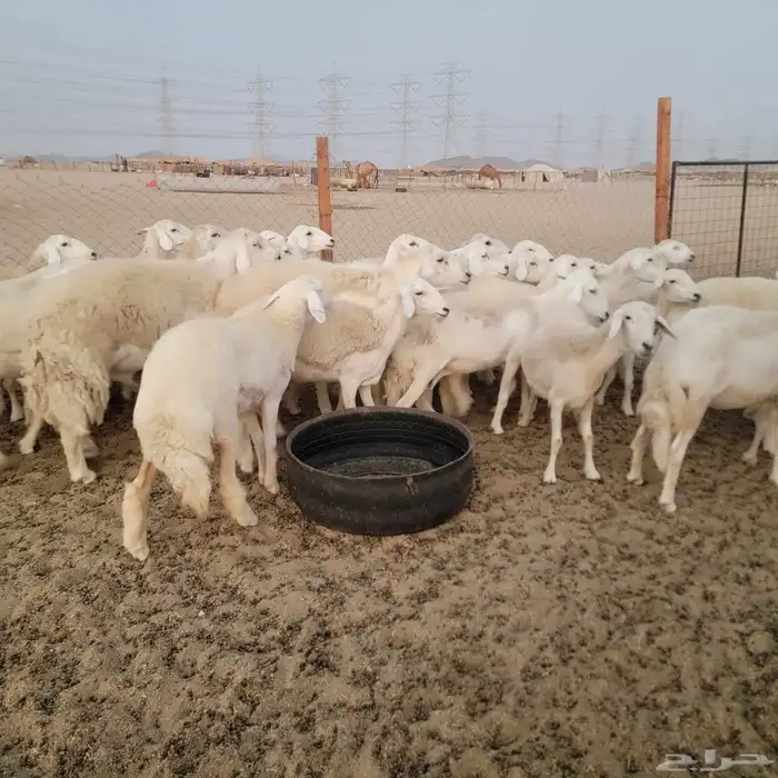 أعرض لكم غنم حريات خلفات وجنب صقر سين الغنم طيبه بالحيل منين 3