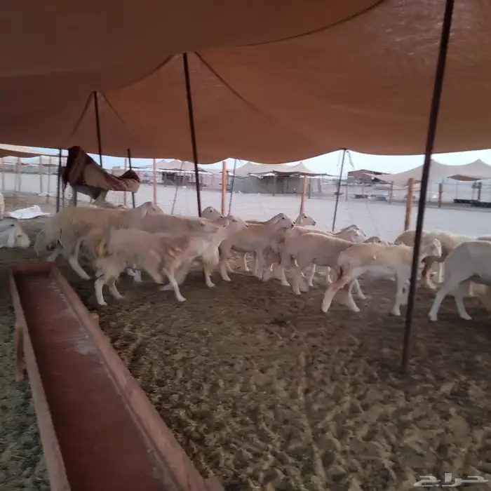 أعرض لكم غنم حريات خلفات وجنب صقر سين الغنم طيبه بالحيل منين 0