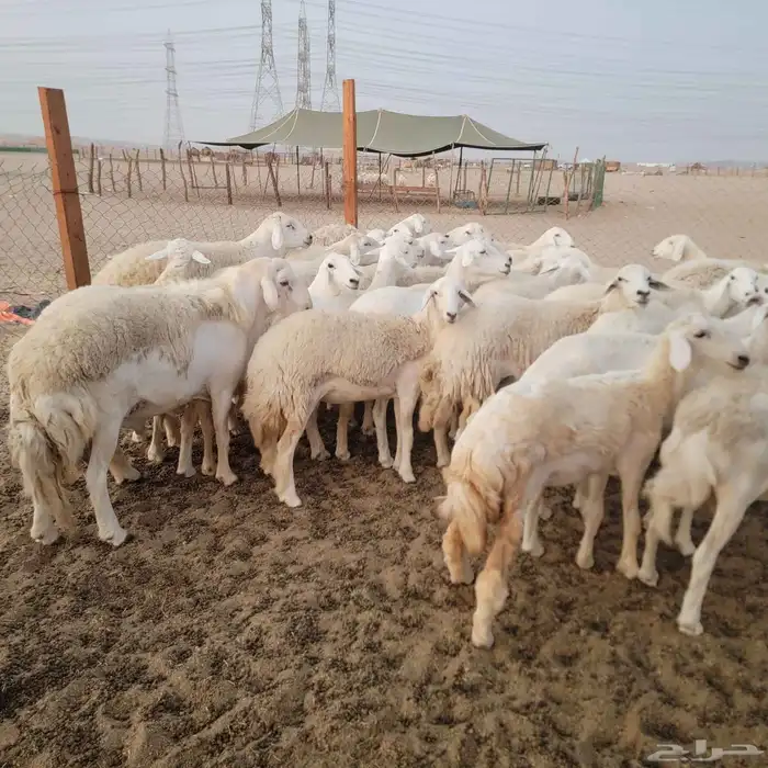أعرض لكم غنم حريات خلفات وجنب صقر سين الغنم طيبه بالحيل منين 5