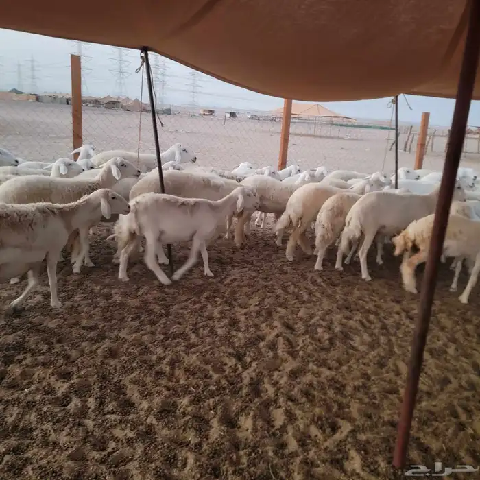 أعرض لكم غنم حريات خلفات وجنب صقر سين الغنم طيبه بالحيل منين 6