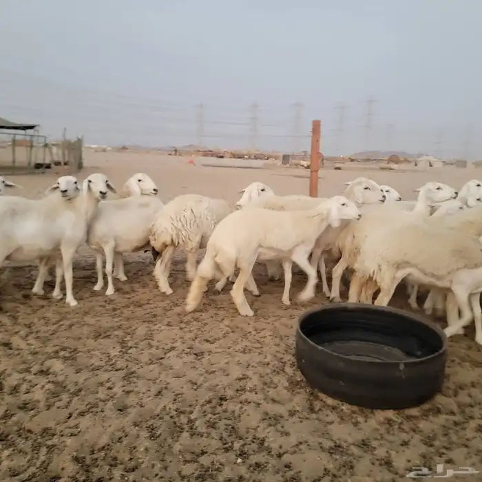 أعرض لكم غنم حريات خلفات وجنب صقر سين الغنم طيبه بالحيل منين 2
