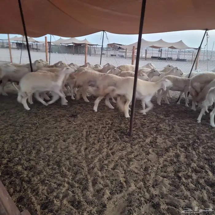 أعرض لكم غنم حريات خلفات وجنب صقر سين الغنم طيبه بالحيل منين 1