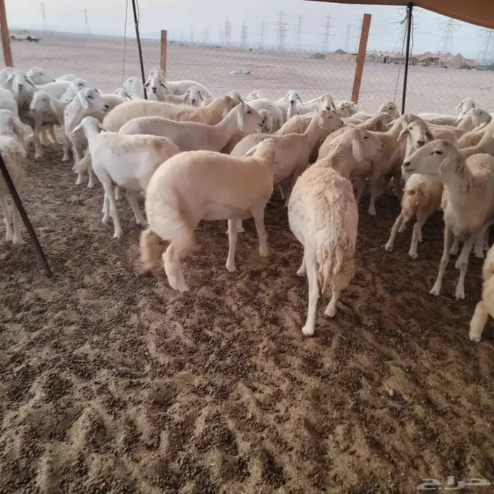 أعرض لكم غنم حريات خلفات وجنب صقر سين الغنم طيبه بالحيل منين 8