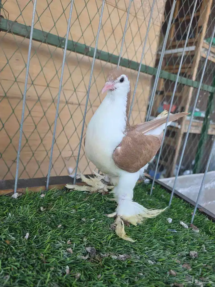 شيرازي اوروبي 1