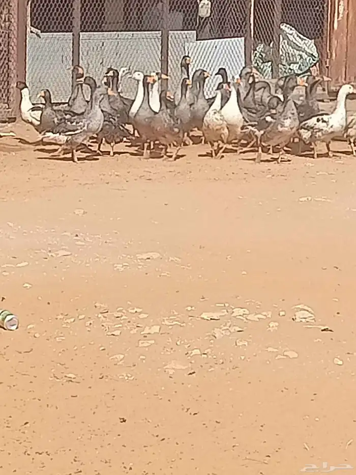 وز بياض 2
