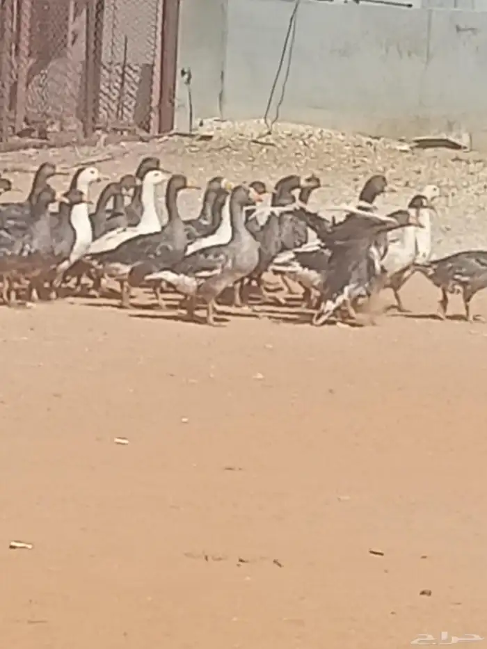 وز بياض 0