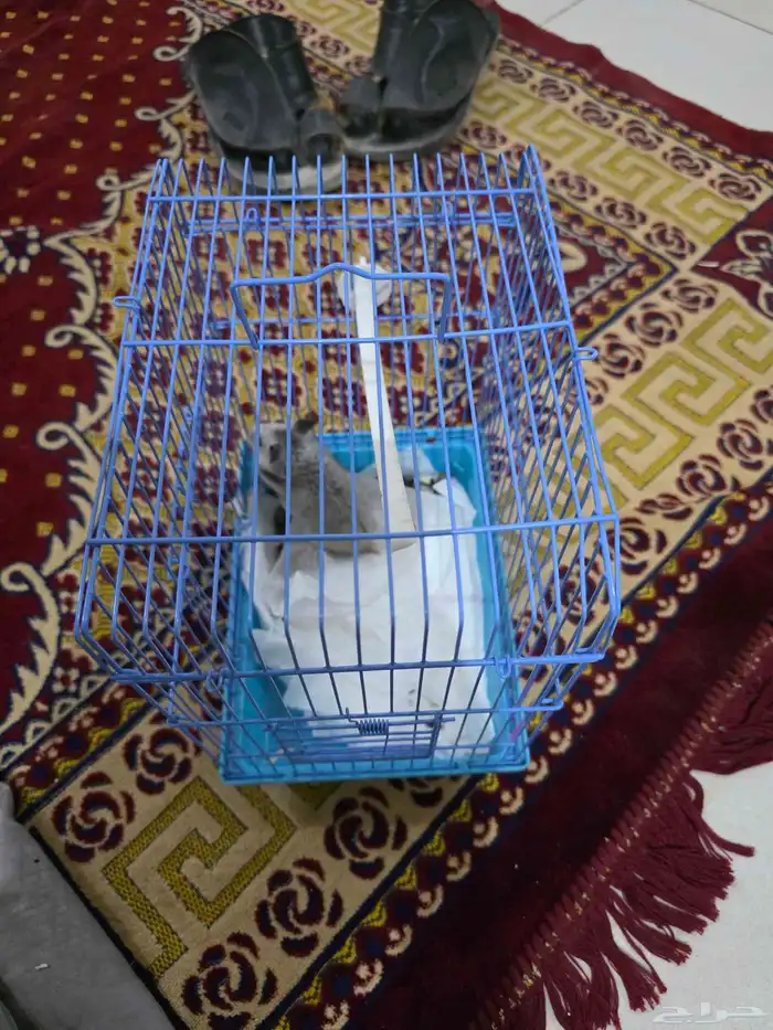 هامستر أليف للبيع 3