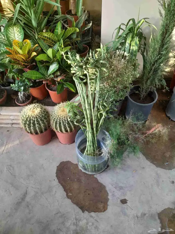 منسق حديق وتركيب جميع شبكات الري العادي والاتمتك 3