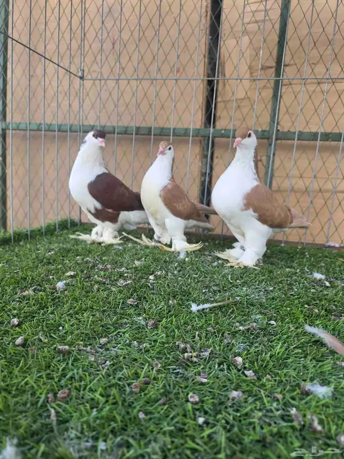 شيرازي اوروبي 4