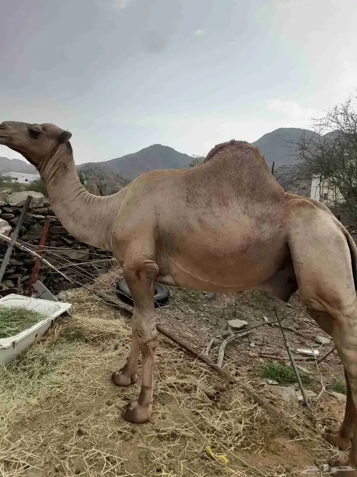 للبيع بعير 2