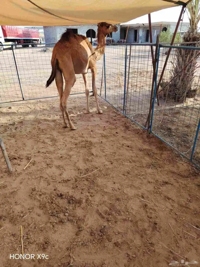 تبارك الله تنزيل 60 قعود بالمزرعة لتغطية الطلبات احجز الان 0