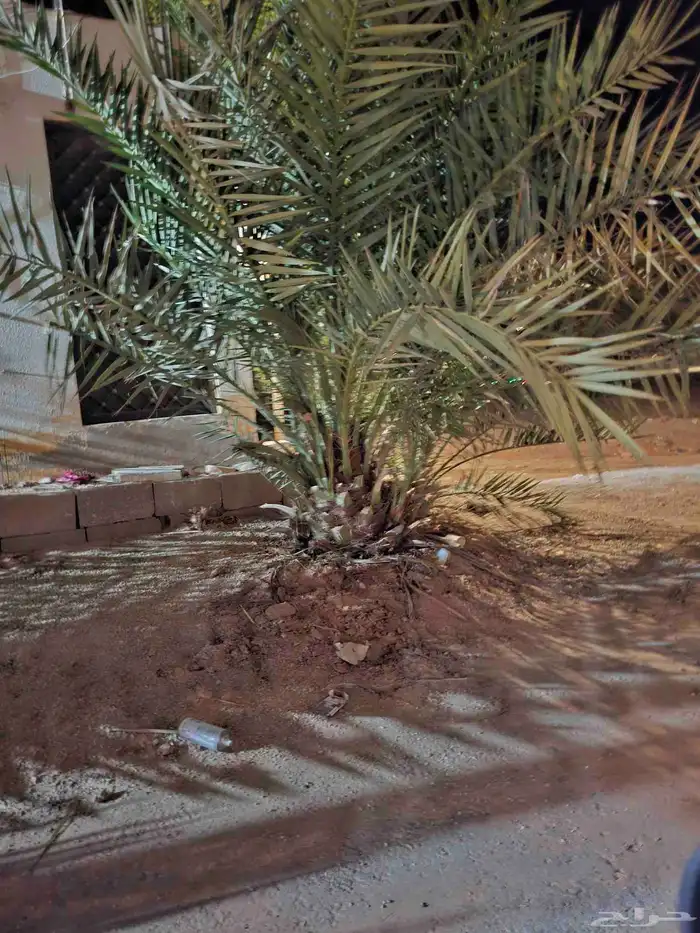 نخل سكري مع فراخه مجاني 1