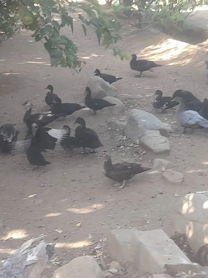 بط للبيع 1