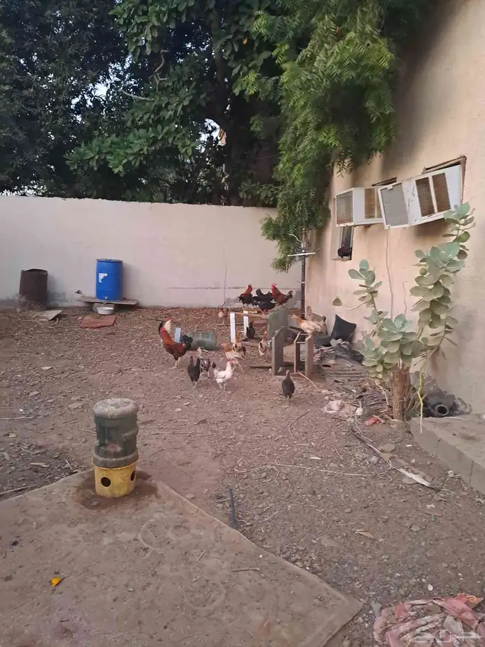 دجاج و ديوك للبيع 2