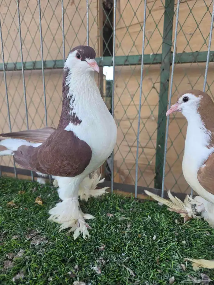 شيرازي اوروبي 0