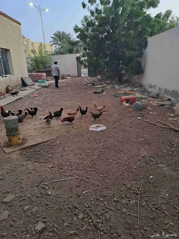 دجاج و ديوك للبيع 0