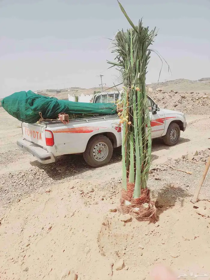 نخيل_مثمر_بجميع_انواعه_ومقاسته_المختلفه 8