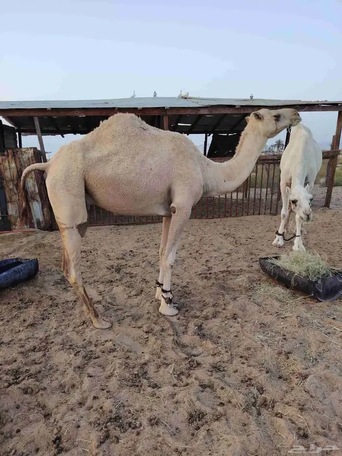 حلال للبيع 2