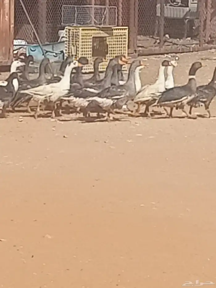 وز بياض 1