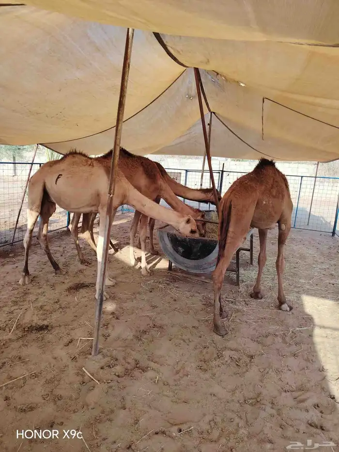 تبارك الله تنزيل 60 قعود بالمزرعة لتغطية الطلبات احجز الان 1