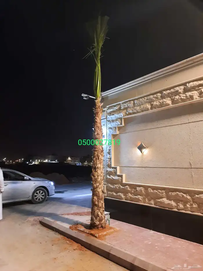 نخل واشنطني ثيل طبيعي للبيع 8
